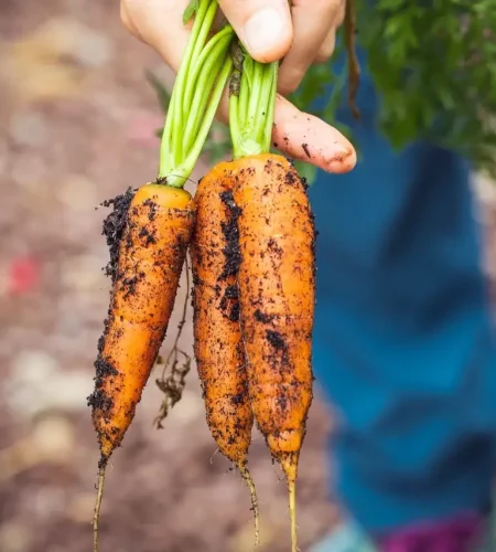 hnakoum-bio-carottes